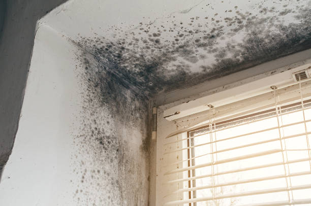 Affordable Mold Inspection And Testing solutions in Saint Francis, MN